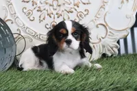 Sparky, a male Cavalier King Charles Spaniel for sale in Charm, OH – Photo 4 of 5