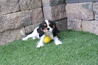 Sparky, a male Cavalier King Charles Spaniel for sale in Charm, OH – 2 of 5