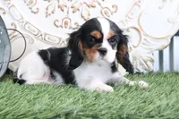 Sparky, a male Cavalier King Charles Spaniel for sale in Charm, OH – Photo 3 of 5