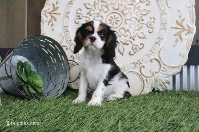 Sparky – Cavalier King Charles Spaniel puppy for sale in Charm, OH