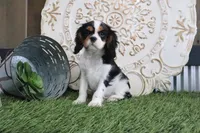 Sparky, a male Cavalier King Charles Spaniel for sale in Charm, OH – Photo 1 of 5