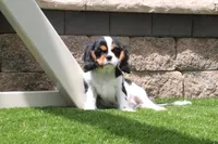 Sparky, a male Cavalier King Charles Spaniel for sale in Charm, OH – 3 of 5