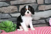Diamond, a female Cavalier King Charles Spaniel for sale in Charm, OH – 4 of 4