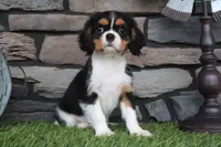 Duchess, a female Cavalier King Charles Spaniel for sale in Charm, OH – 9 of 10