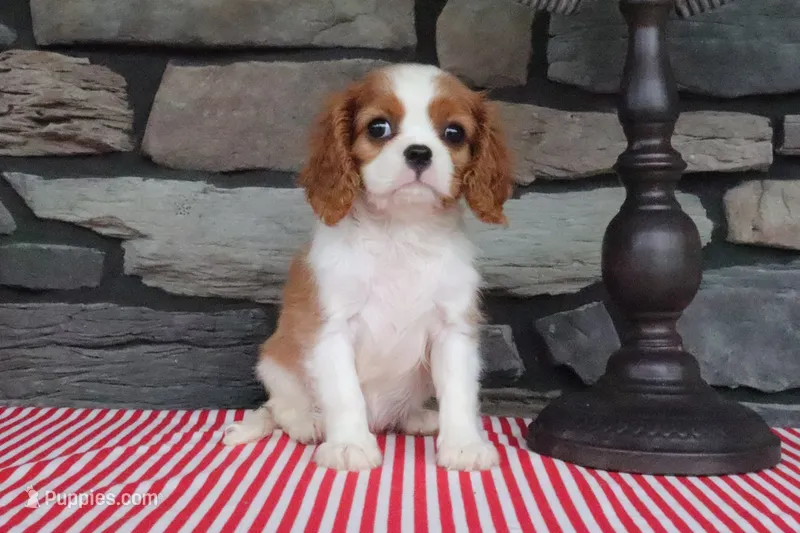Princess – Cavalier King Charles Spaniel puppy for sale in Charm, OH
