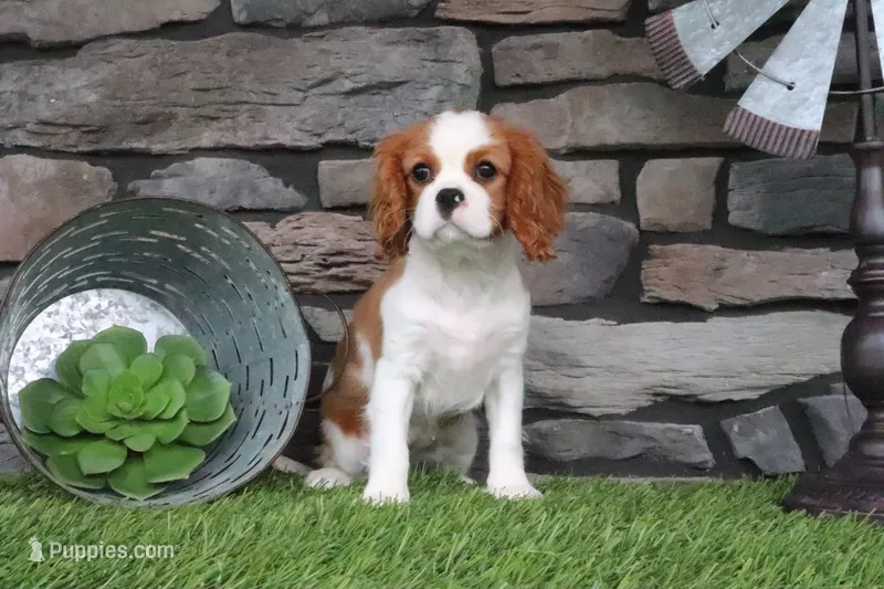 Charlotte – Cavalier King Charles Spaniel puppy for sale in Charm, OH