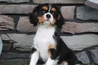 Duchess, a female Cavalier King Charles Spaniel for sale in Charm, OH – 7 of 10