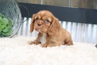 Douglas, a male Cavalier King Charles Spaniel for sale in Charm, OH – 5 of 6