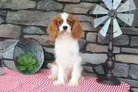 Veto, a male Cavalier King Charles Spaniel for sale in Charm, OH – 3 of 4