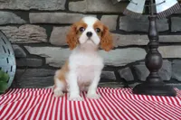 Ike, a male Cavalier King Charles Spaniel for sale in Charm, OH – 3 of 4