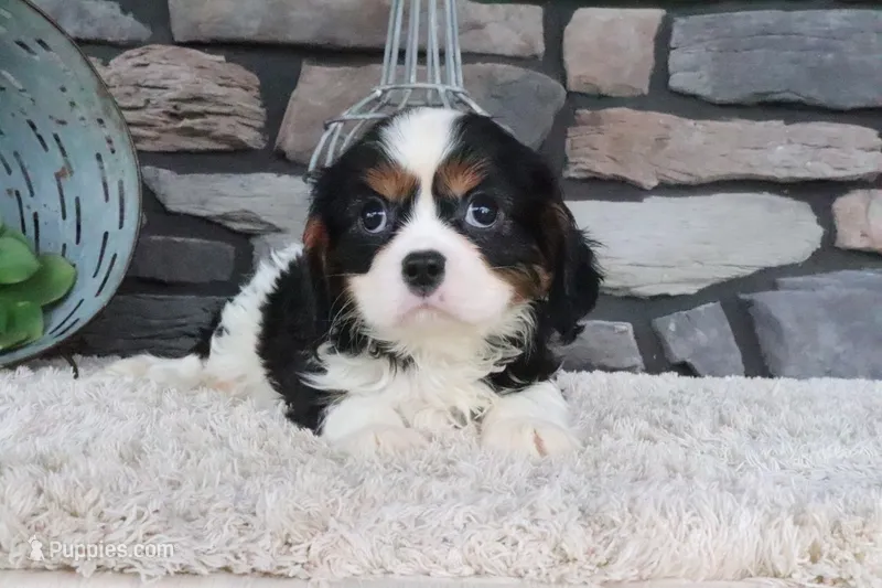 Kermit – Cavalier King Charles Spaniel puppy for sale in Charm, OH