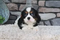 Kermit, a male Cavalier King Charles Spaniel for sale in Charm, OH – 1 of 4