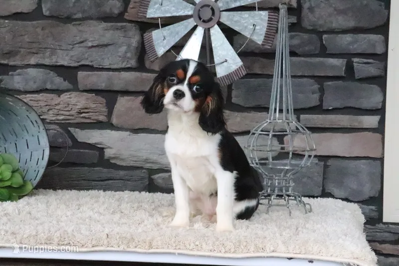 Sterling – Cavalier King Charles Spaniel puppy for sale in Charm, OH