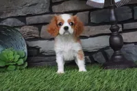Isabell, a female Cavalier King Charles Spaniel for sale in Charm, OH – 6 of 6