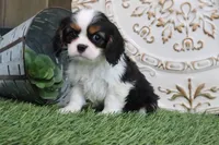 Edison, a male Cavalier King Charles Spaniel for sale in Charm, OH – 3 of 4