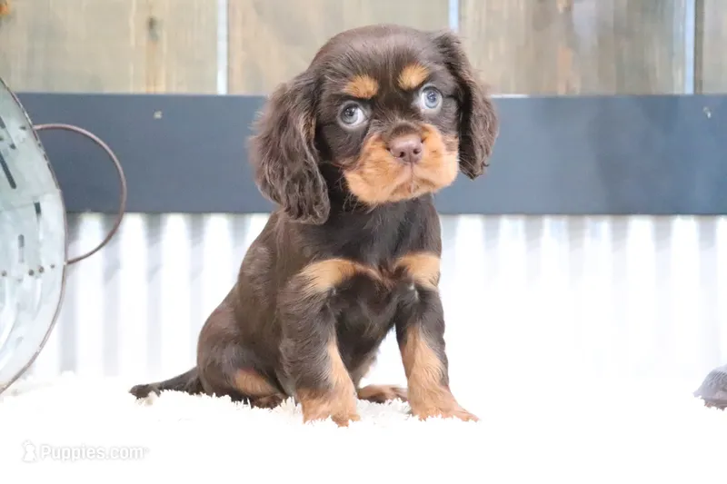 Dewey – Cavalier King Charles Spaniel puppy for sale in Charm, OH
