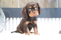 Dewey, a male Cavalier King Charles Spaniel for sale in Charm, OH – 1 of 5
