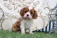 Roscoe, a male Cavalier King Charles Spaniel for sale in Charm, OH – 4 of 4
