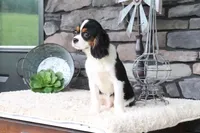 Sterling, a male Cavalier King Charles Spaniel for sale in Charm, OH – 2 of 6