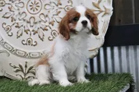 Quinn, a male Cavalier King Charles Spaniel for sale in Charm, OH – Photo 4 of 8