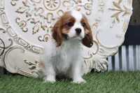 Quinn, a male Cavalier King Charles Spaniel for sale in Charm, OH – Photo 5 of 8