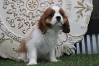 Quinn, a male Cavalier King Charles Spaniel for sale in Charm, OH – Photo 7 of 8