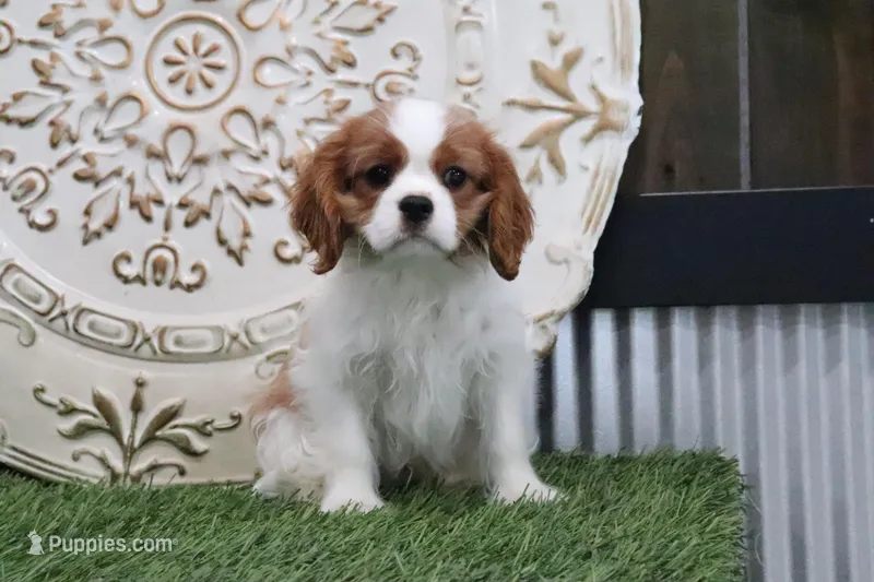 Quinn – Cavalier King Charles Spaniel puppy for sale in Charm, OH