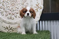 Quinn, a male Cavalier King Charles Spaniel for sale in Charm, OH – Photo 1 of 8