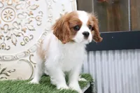 Quinn, a male Cavalier King Charles Spaniel for sale in Charm, OH – Photo 2 of 8