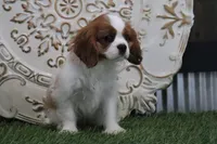 Quinn, a male Cavalier King Charles Spaniel for sale in Charm, OH – Photo 8 of 8
