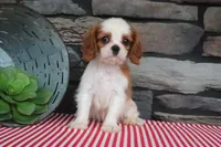 Polo, a male Cavalier King Charles Spaniel for sale in Charm, OH – 5 of 6