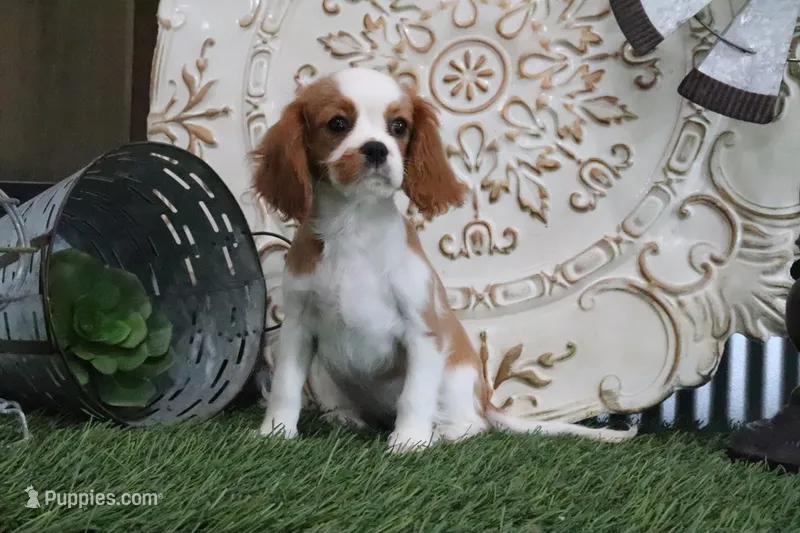 Dixie – Cavalier King Charles Spaniel puppy for sale in Charm, OH