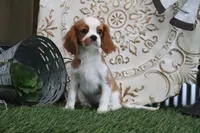 Dixie, a female Cavalier King Charles Spaniel for sale in Charm, OH – 1 of 4
