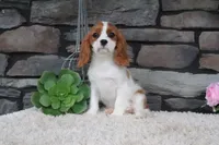 Alice, a female Cavalier King Charles Spaniel for sale in Charm, OH – 9 of 9