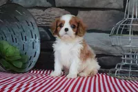 Tanner, a male Cavalier King Charles Spaniel for sale in Charm, OH – 2 of 4