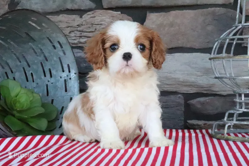 Tuffy – Cavalier King Charles Spaniel puppy for sale in Charm, OH