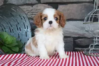 Tuffy, a male Cavalier King Charles Spaniel for sale in Charm, OH – 1 of 5