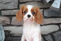 Heidi, a female Cavalier King Charles Spaniel for sale in Charm, OH – 5 of 6