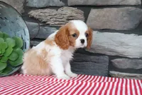 Idabelle, a male Cavalier King Charles Spaniel for sale in Charm, OH – 2 of 4
