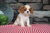 Paisley, a female Cavalier King Charles Spaniel for sale in Charm, OH – 3 of 5