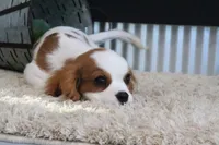 Boone, a male Cavalier King Charles Spaniel for sale in Charm, OH – 9 of 9