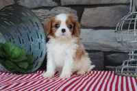 Tanner, a male Cavalier King Charles Spaniel for sale in Charm, OH – 3 of 4