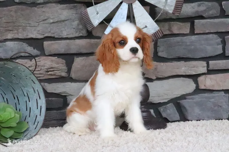 Ace – Cavalier King Charles Spaniel puppy for sale in Charm, OH