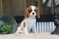 Arnie, a male Cavalier King Charles Spaniel for sale in Charm, OH – 1 of 10