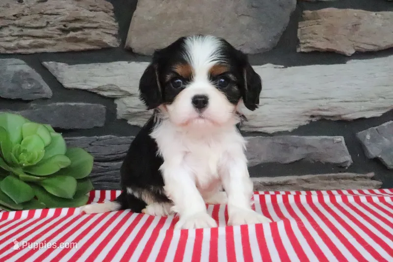 Earl – Cavalier King Charles Spaniel puppy for sale in Charm, OH