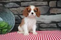 Pebbles, a male Cavalier King Charles Spaniel for sale in Charm, OH – 2 of 5