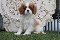 Tanner, a male Cavalier King Charles Spaniel for sale in Charm, OH – 3 of 5