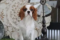Valentine, a male Cavalier King Charles Spaniel for sale in Charm, OH – 2 of 6