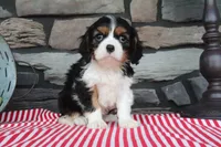 Josefina, a female Cavalier King Charles Spaniel for sale in Charm, OH – 4 of 5