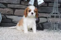 Toby, a male Cavalier King Charles Spaniel for sale in Charm, OH – 4 of 4